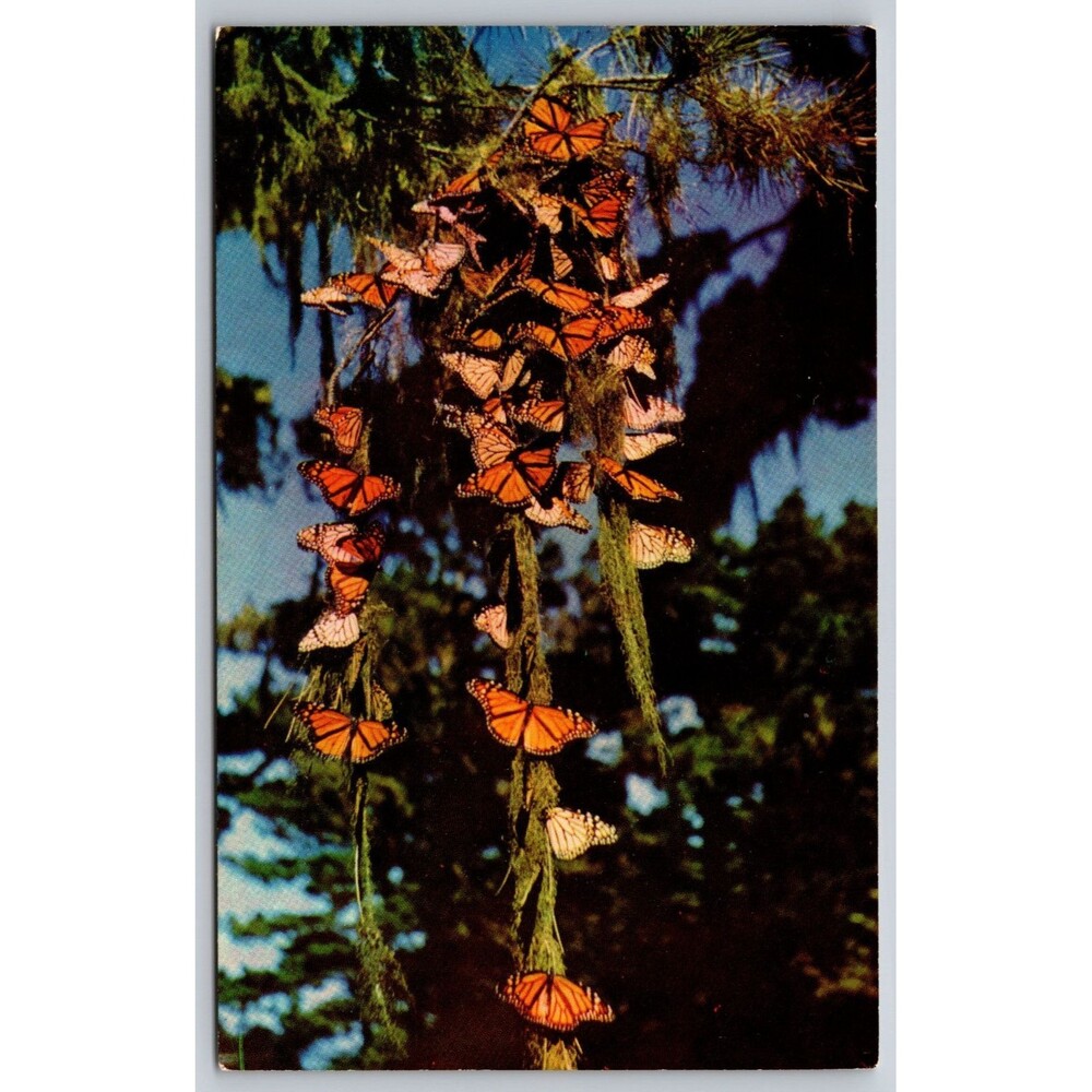 Vintage Postcard Monarch Butterflies Pacific Grove CA Butterfly Trees Park C9224